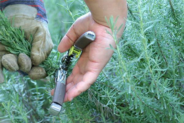 冬明けに弱った株を復活させる強剪定と活力液