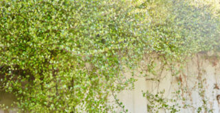 常緑草なら日陰でも大丈夫!グランドカバーにおすすめの植物15選!!