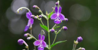 独特の形と臭いを持つカリガネソウとはどんな花？
