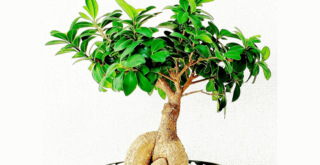 ポイントは鉢の選び方！ガジュマルの育て方をご紹介