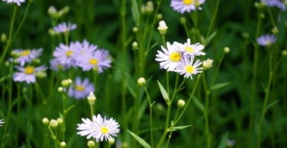 開花時期が長く初心者にもおすすめ！ノコンギクの育て方