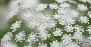 花火のような花を咲かせるホワイトレースフラワーってどんな花？毒があるの？
