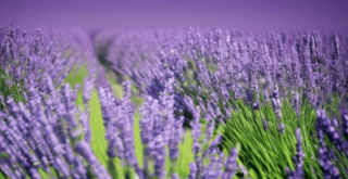 ラベンダーを種から育てるコツと苗の管理方法