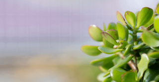 金のなる木のふにゃふにゃを復活させる方法