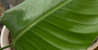 オーガスタの葉が丸まるのは水不足？その原因と対策とは