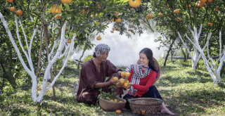 育てやすい果物 ランキング5選