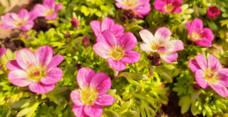 グランドカバーにも！雲間草のススメ