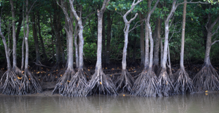 マングローブの育て方は難しい？観葉植物としての育て方のコツをご紹介