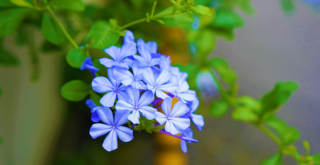 青い花が魅力のルリマツリの育て方とは？花を長く楽しむコツもご紹介
