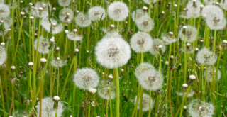 タンポポの綿毛の花言葉は怖い？綿毛の楽しみ方もご紹介