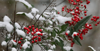 鮮やかな南天(ナンテン)の花言葉とは？縁起が良い理由も解説