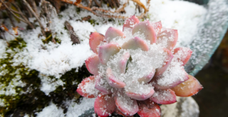 冬のガーデニングで雪対策をしよう！寒さから植物を守る雪対策6選