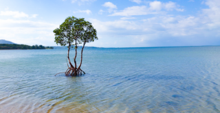 アクアリウムにぴったりなヒルギを上手に栽培する育て方のコツをご紹介！