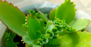 不思議な植物・マザーリーフの失敗しにくい育て方を詳しくご紹介！