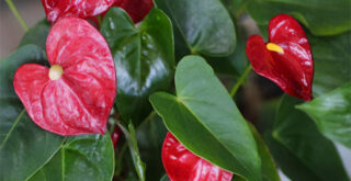 アンスリウムの育て方！特徴も解説