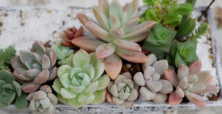 多肉植物が白くなるのはなぜ？病気の可能性や原因を解説