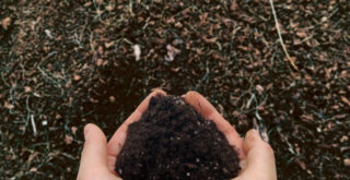 鉢植えの土の再利用はできる？復活させる方法と注意点